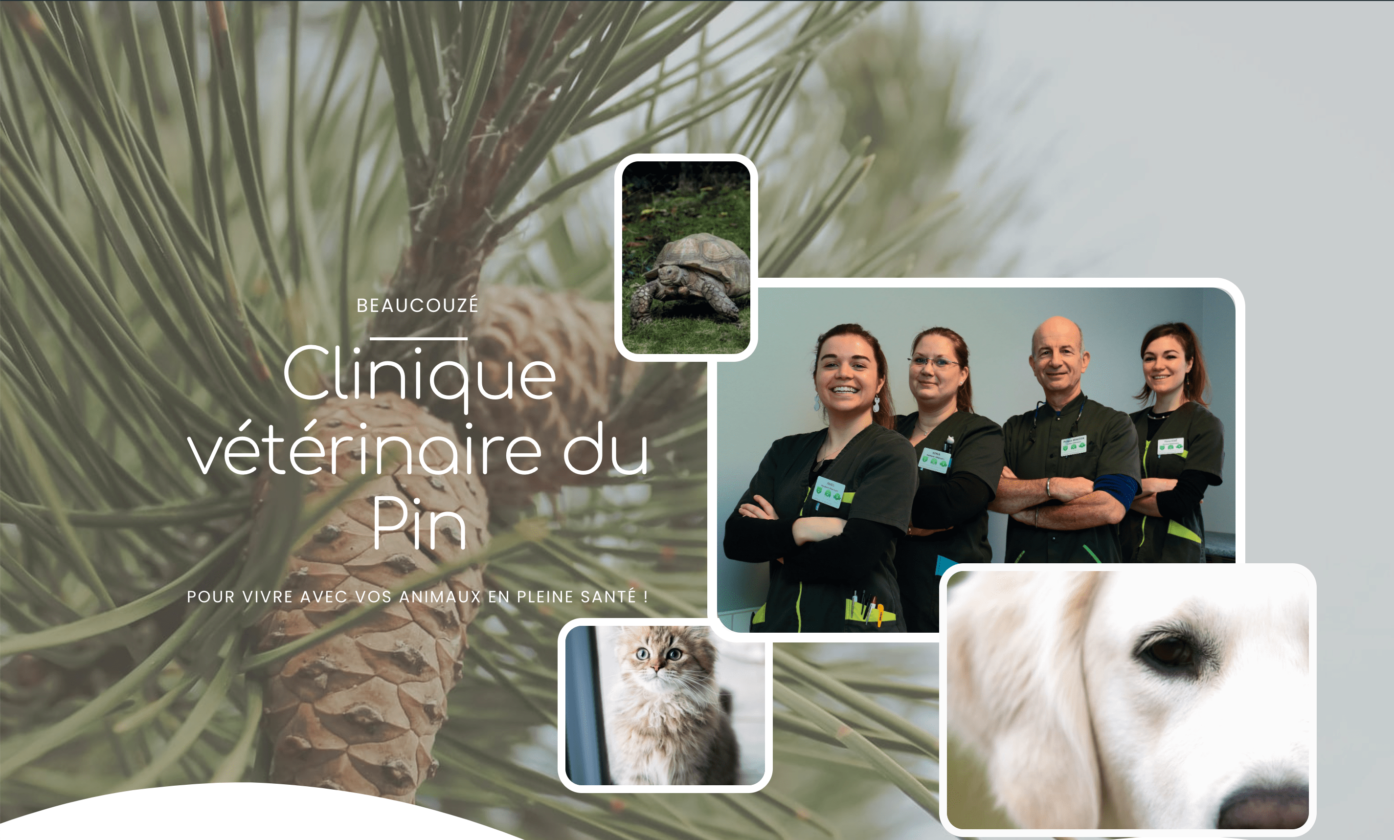 création site internet vétérinaire - page présentation clinique vétérinaire du pin